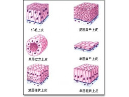 第二章 上皮组织