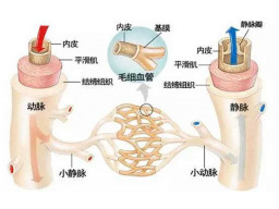 第七章 循环系统