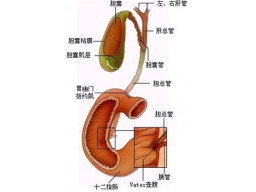 第八章 胆囊和胆管超声诊断