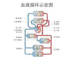 第四章|血液循环