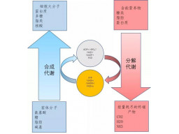 第七章|新陈代谢