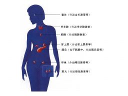 第十一章|内分泌